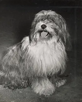 Tibetan: Tibetan Terrier
