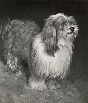 Tibetan: Tibetan Terrier