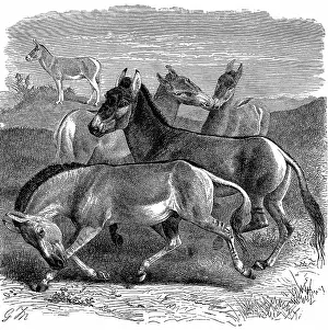 Tibetan: Tibetan Wild Ass or Kiang. Engraving published