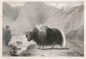 Yaks: TIBETAN YAK