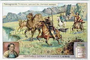 Tibetans: TIBETANS HUNT CAMELS