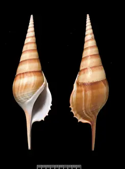 Conch: Tibia insulae-chorab, Arabian tibia