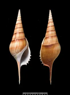 Conch: Tibia insulae-chorab, Arabian tibia