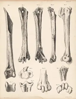 Strickland: Tibia and metatarsus of the extinct Rodrigues