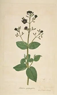 Ursidae: Tibouchina clavata, bear's ear