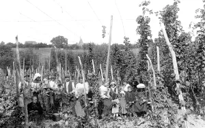 Ticehurst: Ticehurst, Hop Pickers 1907