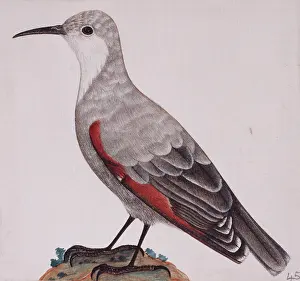 Bentinck: Tichodroma muraria, wallcreeper