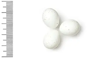 Eggshell: Tichodroma muraria, wallcreeper