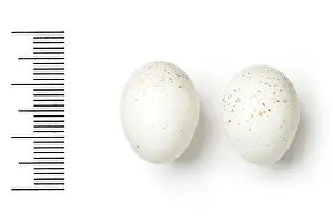 Eggshell: Tichodroma muraria, wallcreeper