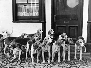 Tickham: TICKHAM FOXHOUNDS