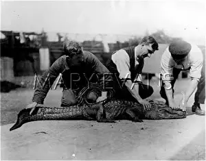 Ticklish: TICKLING AN ALLIGATOR!