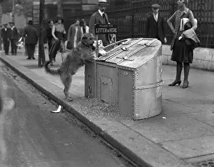 Depositing: TIDY DOG