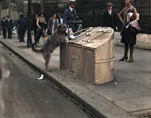 Depositing: TIDY DOG