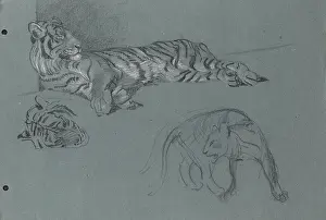 Reclined: A Tiger