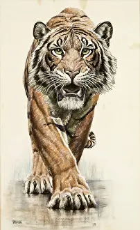 Piercing: A Tiger approaches