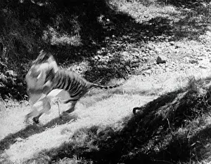 Unsuspecting: Tiger attack