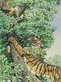 Precarious: Tiger attempting to reach big game hunter