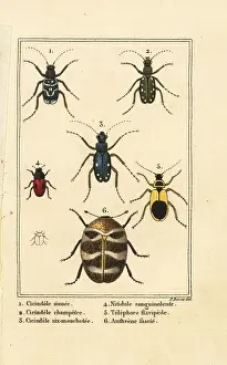 Bertuch: Tiger beetles, varied carpet beetle, etc