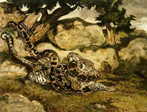 Choking: Tiger Choked by a Python