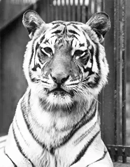 Ad Lib Studios: TIGER CLOSE-UP