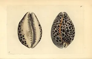 Tiger cowry shell, Cypraea tigris