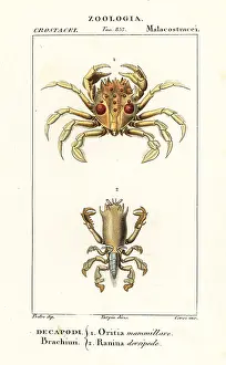 Uniflora: Tiger crab and frog crab