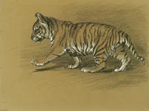 Tigers: Tiger Cub