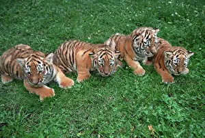 Recorded: Tiger cubs, 1996