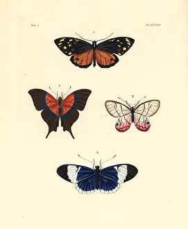Sappho: Tiger, daggerwing, satyr and sapho butterflies