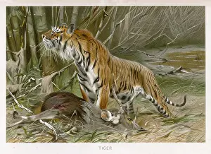 Freshly: TIGER AND DEAD DEER
