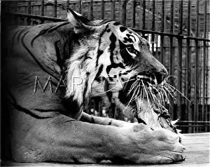 Gnawing: TIGER EATING AT ZOO