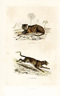 Pourrat: Tiger (endangered) and panther