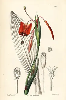 Flammea: Tiger flower, Tigridia flammea