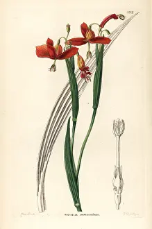 Immaculata: Tiger flower, Tigridia immaculata