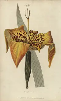 Pavonia: Tiger flower, Tigridia pavonia