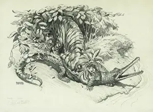 Reptiles: Tiger and Gharial in Combat