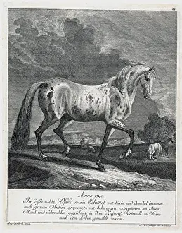 Ridinger: Tiger grey horse from the Imperial riding stable