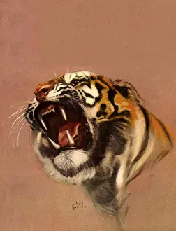 Godwin: Tiger Head