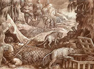 1596: The Tiger Hunt
