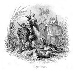 The John Meek Collection: Tiger Hunt, India