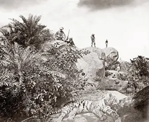 Willoughby: Tiger hunt series by Colonel Willoughby Wallace Hooper