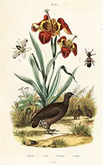 Du Casse: Tiger iris and great tinamou