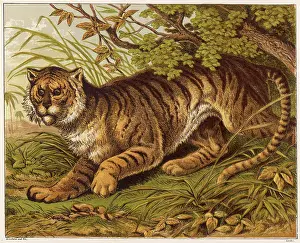Kronheim: Tiger in the Jungle