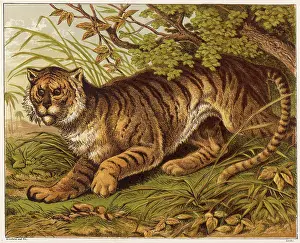 Emerges: Tiger in the Jungle
