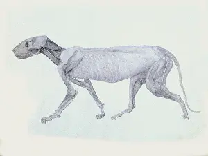 Dissected: Tiger, Lateral View Partially Dissected, by Stubbs