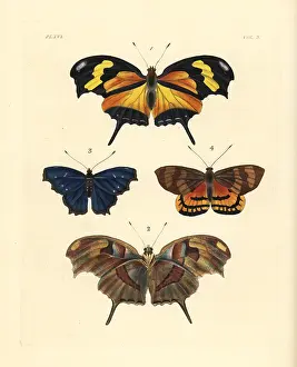 Nymphalis: Tiger leafwing, orsis bluewing and Ceretes thais moth