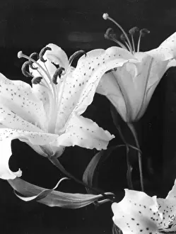 Tigrinum: TIGER LILIES