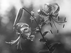Tigrinum: TIGER LILY