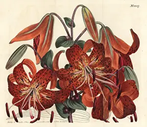 Lancifolium: Tiger lily, Lilium lancifolium