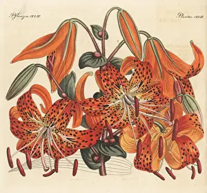 Engraved Plates: Tiger lily, Lilium lancifolium